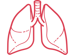 Anatomie lernen - Medizin-Videos